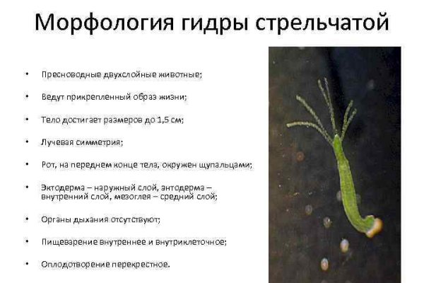 Как выводить деньги с кракена