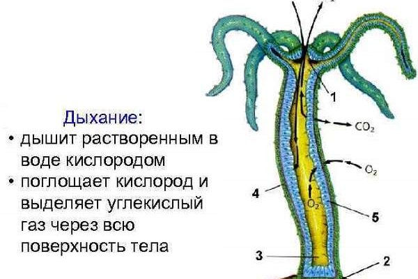 Тор для кракена